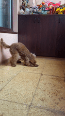 Brown poodle plays with tennis ball indoors in Bulgaria
