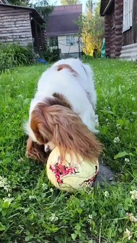 A Cavalier King Charles Spaniel dog is playing with a dirty, scuffed soccer ball on a grassy lawn. The dog is mostly white with brown markings on its head and back. Its long, floppy brown ears hang down around its face as it nudges the ball with its nose. The ball is yellow with red and white markings. The grass is green and appears to be a mix of grass and clover. In the background, there are wooden buildings, one with a porch, and trees. The lighting suggests it is daytime.