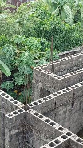 A small, brown bird is perched on a wall made of concrete blocks. The blocks are gray and appear weathered, with hollow rectangular openings. Thin metal rebar rods extend upwards from the wall in places. In the background, there is dense green foliage, including visible papaya leaves. The scene appears to be outdoors, likely in an area with some construction or abandoned structures, during the daytime. The bird remains relatively still, occasionally moving its head.