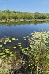 Quiet pond with lily pads and reeds, Rubtsovsk