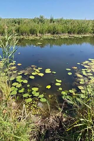 The video shows a natural scene with a body of water, possibly a pond or a slow-moving stream. The water is dark and calm, with numerous lily pads floating on its surface. Green reeds and tall grass grow along the edges of the water, creating a dense border. In the background, there is a line of green vegetation, possibly a field or more reeds, stretching across the horizon. The sky above is clear and blue, indicating a sunny day. The camera appears to be positioned at a low angle, looking across the water towards the opposite bank. The overall impression is one of a peaceful, undisturbed natural environment.