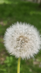 Person blows dandelion seeds in mixed vegetation field