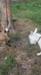 Goats graze and headbutt in a sunny Sokolovo field