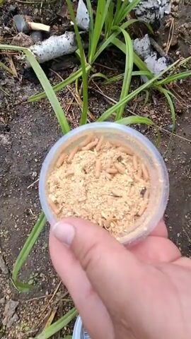 A hand holds a clear plastic container filled with maggots and what appears to be some form of granular feed. The container is positioned in front of green grass and dark soil with some scattered white and black debris, possibly from burnt wood. The maggots are pale and segmented, and some are actively moving. The hand holding the container has an index finger and thumb visible. The background suggests an outdoor setting.