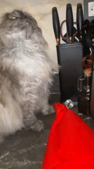 Evening domestic moments with cats, celebration, architecture in Marrakesh