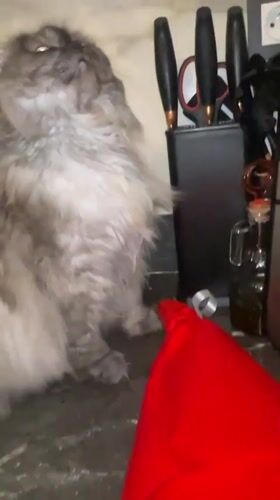 Evening domestic moments with cats, celebration, architecture in Marrakesh