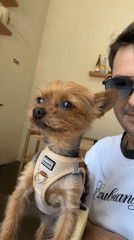 Man with Yorkshire Terrier visits cafe in Batumi