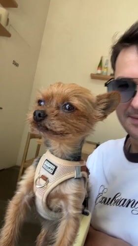 Man with Yorkshire Terrier visits cafe in Batumi