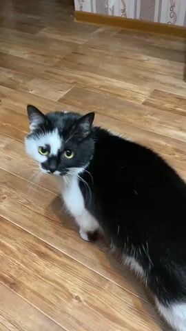 A black and white cat with distinctive markings on its face is on a wooden floor. A human hand enters the frame and gently touches the cat's nose. The cat is looking up at the hand and appears to be interacting with it. The background shows a wall with wallpaper.
