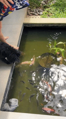 Black dog investigates koi pond during early morning feeding