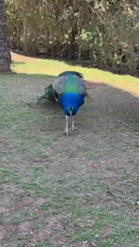 The video shows a peacock standing on a grassy lawn dotted with bare spots. The peacock is facing away from the camera initially, but then turns to its left, revealing its blue neck and chest. A tall palm tree is visible to the left of the peacock, and other greenery can be seen in the background. The lighting is bright and sunny.