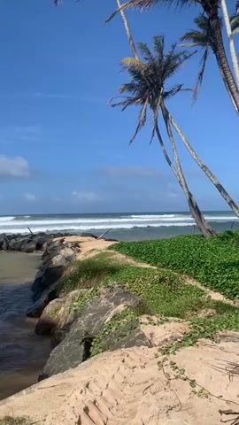 A tranquil beach scene unfolds with the gentle lapping of waves against a rocky shoreline. Tall, slender palm trees with sparse fronds sway in the tropical breeze, their shadows stretching across the sandy beach. Lush green foliage carpets the ground near the water's edge, contrasting with the warm, golden sand. The clear blue sky, dotted with a few wispy clouds, provides a serene backdrop to this idyllic coastal landscape.
