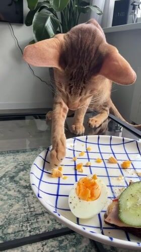 Brown cat shares breakfast in Khimki, Russia