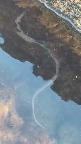 A snake swims in shallow, clear water near a rocky shore. The snake, with dark markings along its body, moves with an S-shaped motion. A crayfish is also visible in the water. The water is calm and reflects the surroundings.