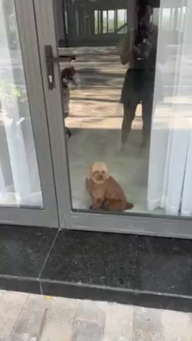 A small, brown, poodle-like dog sits inside a building, looking out a glass door. The dog is facing away from the viewer and to the left, and its head is turned to the left. The dog appears to be wearing a collar. The door has a gray frame.  A child speaks to the dog from outside the door. Legs of people can be seen reflected in the glass.