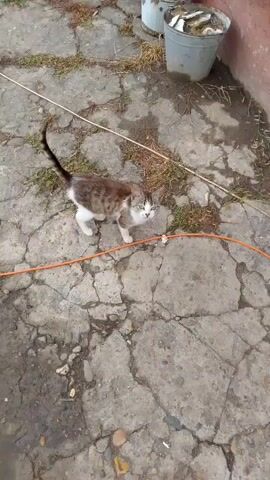 A kitten is walking on a cracked concrete patio. The kitten is brown and white with a striped tail. There is an orange extension cord running across the patio. In the background, there is a metal bucket filled with fish. The scene is outdoors, with some dry grass and weeds visible.