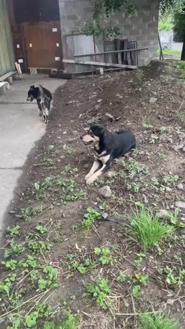 Two dogs are in an outdoor area, possibly a yard or undeveloped plot, next to a building. One dog, with black and tan fur, is lying down on a dirt patch with sparse green vegetation, facing towards the right side of the frame. Its paws are crossed in front of it. The other dog, mostly black with some lighter markings, is walking away from the camera along a concrete path on the left. In the background, there is a building constructed from cinder blocks and what appears to be a wooden structure or shed. Various building materials or debris are scattered around the area. The ground is a mix of dirt, small rocks, and green plants. The lighting suggests it is daytime, possibly overcast.