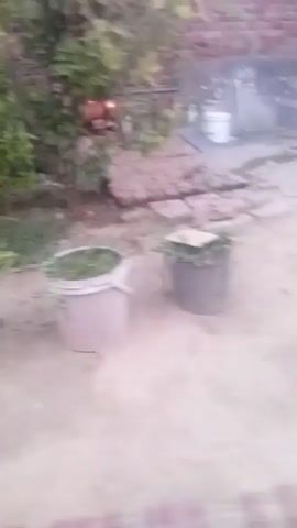 The video shows an outdoor scene with several buckets, some filled with green matter, on a concrete or stone surface. In the background, there are trees and bushes. The camera then pans upwards, focusing on the treetops against a bright, overcast sky. The camera movement is unsteady.