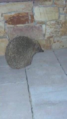 A hedgehog stands on a gray brick surface near a stone wall. The hedgehog is small and covered in quills, with a pointed snout and small eyes. The stone wall is made of unevenly shaped stones of various shades of brown and beige. The hedgehog moves slightly.