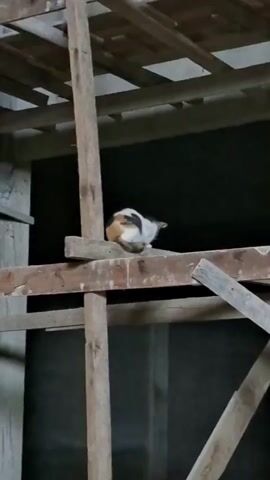 A cat is perched on a wooden beam amidst scaffolding. The scaffolding is constructed from rough, unfinished lumber, with numerous vertical posts and horizontal supports. The cat, tri-colored, sits near the center of the frame, facing to the right. The background is dark, with hints of construction materials and possibly a wall visible. The lighting is dim, suggesting an indoor or shaded environment. The video pans slightly, offering a wider view of the scaffolding structure.