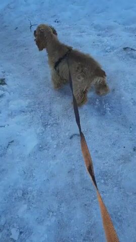 Here's a detailed description of the video:

The video shows a small, golden-colored dog standing on snow. The dog appears to be a Cocker Spaniel or similar breed. It is wearing a harness and is attached to a leash that extends out of the frame, presumably held by someone off-screen. The dog barks intermittently. The ground is covered in snow, with a slightly bluish tint. There are a few small twigs or debris scattered on the snow as well. The video appears to be shot from a slightly elevated angle.