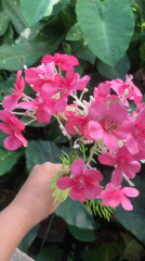 Artificial flowers displayed outdoors in Kuala Pembuang, Indonesia