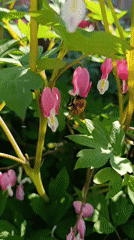 Garden wildlife documented during evening hours in Birobidzhan, Russia