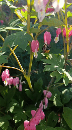 Garden wildlife documented during evening hours in Birobidzhan, Russia
