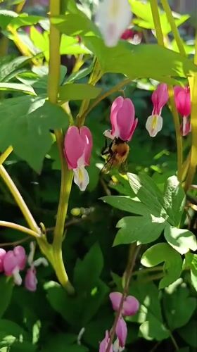 Garden wildlife documented during evening hours in Birobidzhan, Russia