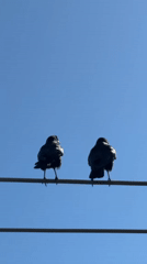 Cats and crows spotted in Los Angeles backyard setting