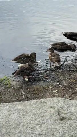 A group of mallard ducks are gathered near the edge of a body of water. Some ducks are in the water, while others are on the muddy shore. One duck is perched on a piece of driftwood. The ground is covered in mud, small stones, and some debris. The water is calm with gentle ripples. The scene appears to be outdoors in a natural setting.