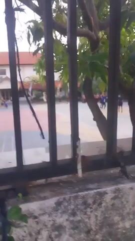 A view through a metal fence shows a schoolyard with a colorful court and a building in the background. Several children are visible playing on the court. A tree with green leaves is in the foreground, partially obscuring the view. The fence is made of vertical metal bars and appears to be old and somewhat rusted, with a frayed rope tied around one of the bars. The ground in front of the fence is concrete. The overall lighting suggests it is daytime, possibly late afternoon.