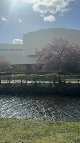 The video shows a tranquil scene with a body of water in the foreground and a modern white building in the background. A small, green, grassy area separates the viewer from the water, and a low hedge runs along the edge of the bank. The water is dark with light reflections on its surface suggesting movement. Adjacent to the building are trees in full bloom, covered in pink flowers, providing a touch of color and nature to the scene. The sky is light blue with a few puffy white clouds and the sun shining brightly. The overall atmosphere is peaceful and serene, conveying a sense of natural beauty juxtaposed with modern architecture.