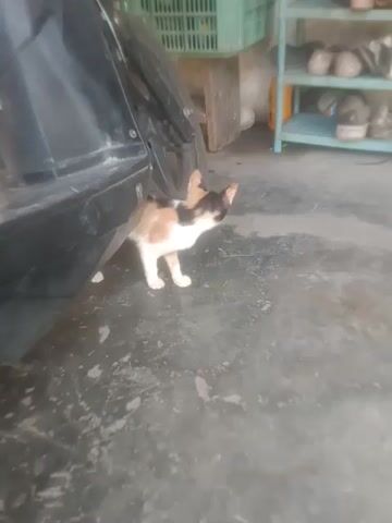 A calico cat is stretched out on a shiny black surface, its body extended and its legs splayed. The cat appears to be in motion, possibly jumping or falling. The background is a rough, gray wall, with some objects on the left side that are out of focus. These objects appear to be shelves holding shoes and other items, as well as a green plastic container. The lighting is dim and appears to be natural light.