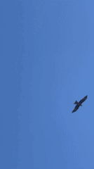 Eagle soars over tractor working field in rural Russia