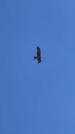 Eagle soars over tractor working field in rural Russia