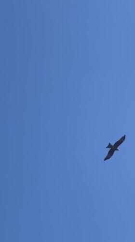 Eagle soars over tractor working field in rural Russia