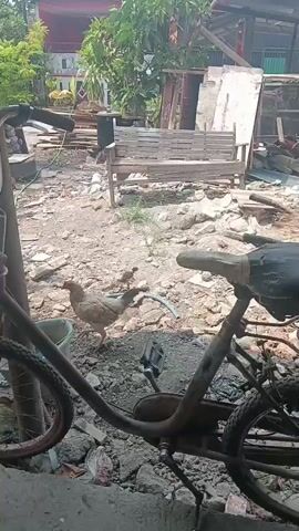 Two chickens, one adult and one chick, are in a yard. The adult chicken is walking towards a blue bucket. A bicycle is in the foreground, leaning against a pole. The yard is dusty and littered with debris, including broken wood and rocks. In the background, there is a wooden bench, a house, and trees.