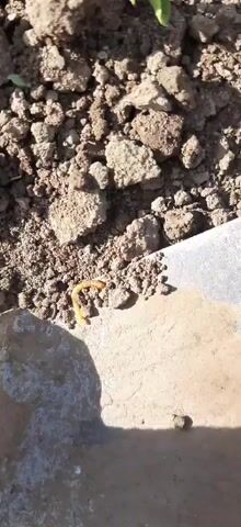 The video shows a close-up of dry soil with clods of dirt and a small, segmented, yellow grub-like creature. The creature is curved and appears to be moving slowly on a light-colored surface, possibly a rock or a piece of concrete. The background is filled with more soil and debris. A shadow is cast on the lower left of the frame, suggesting the presence of an object or person out of view.