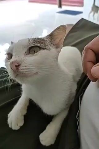 A white and gray cat is lying on someone's lap. The cat is looking to the left. The person's legs are covered by dark green fabric. In the background, there is a blurry pink and white structure.