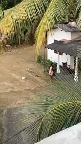 The scene depicts a young girl in a pink dress playing with a white cat on a grassy lawn. The environment features lush greenery, including palm trees, suggesting a tropical or subtropical location. A small white house with a dark roof is visible in the background. The girl attempts to pick up the cat, succeeding on the second attempt. She then runs with the cat in her arms, seemingly in a playful manner. A ladder lies on the ground near where the girl and cat are playing. The video is shot from an elevated viewpoint, possibly from a rooftop or higher floor, with palm leaves partially obscuring the view.