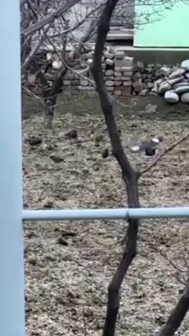 The video shows a flock of small birds in a yard. The yard has patchy grass and is covered in light-colored debris, possibly leaves or wood chips. A bare tree branch is in the foreground, partially obscuring the view. A white-painted metal fence is also visible in the foreground, adding to the obstructed view. In the background, there are bricks stacked near a green wall. The birds are moving around, pecking at the ground. The weather appears overcast.