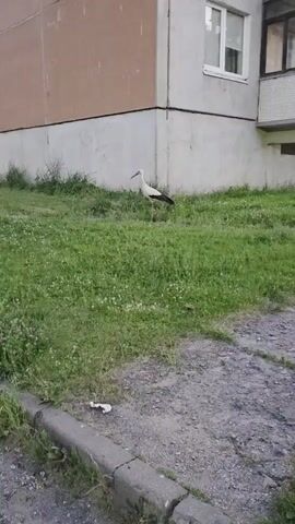 A stork stands on a patch of green grass, with small white flowers interspersed throughout. The stork is mostly white with black wing tips and a long, slender red beak. It is facing to the left of the frame. Behind the stork is a building with a tan-colored upper section and a light gray lower section. A window with white panes is visible on the right side of the building. The building appears to be an apartment complex. The ground in front of the grass is a paved surface with some gravel. A concrete curb separates the paved area from the grass. The scene appears to be an outdoor urban or suburban setting. The lighting suggests it is daytime, possibly late afternoon or early evening due to the soft light and shadows. There are no people visible in the frame. The overall mood is calm and natural, with the unexpected presence of the stork in a developed area.