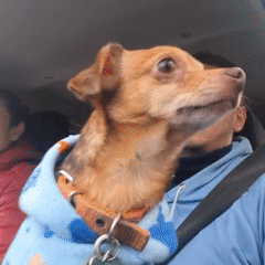 Dressed dog rides shotgun, white cat chills outside in Wilde