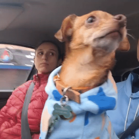 Dressed dog rides shotgun, white cat chills outside in Wilde