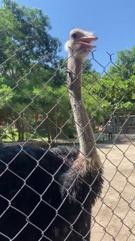 An ostrich with black feathers and a long grey neck is standing behind a chain-link fence, looking towards the camera with its beak open. The ostrich's head is tilted slightly to the left, and its eyes are wide. The background shows trees and a clear blue sky. The ground appears to be dirt. In the distance, there is a person walking in a fenced area.