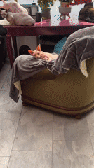 Sphynx cats lounge in sunlit indoor space