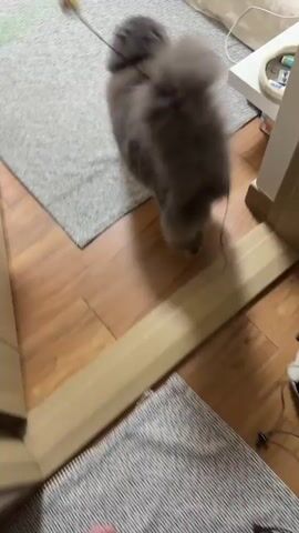 A fluffy grey cat with a long tail walks across a rug and onto a wooden floor. A thin, dark string toy with a small pink and yellow toy attached lies on the floor. The cat stops and sniffs the toy and then walks into an open doorway. The camera then shows a dimly lit room with a low table and a white humidifier. A bare foot is visible in the foreground.