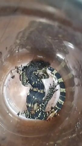 TWO LIZARDS ARE IN A CLEAR CYLINDRICAL CONTAINER, APPEARING TO BE FIGHTING. ONE LIZARD IS ON TOP OF THE OTHER. THERE ARE ALSO SEVERAL CRICKETS IN THE CONTAINER, SOME OF WHICH APPEAR TO BE INJURED OR DEAD. THE BACKGROUND IS BLURRY BUT APPEARS TO BE A WOODEN SURFACE.