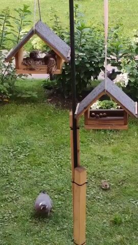 The video shows two bird feeders hanging from a pole in a grassy area with some bushes and plants in the background. The left bird feeder contains several small birds. The right bird feeder contains what appear to be nuts. A pigeon is on the ground in front of the feeders, facing away from the camera. Another small bird is on the ground to the right of the pigeon. The scene appears to be outdoors during the daytime.